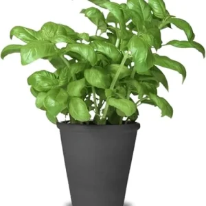 2 Large Leaf Basil Live Plants, 4-inch Pot, Outdoor Garden Herb - Image 4