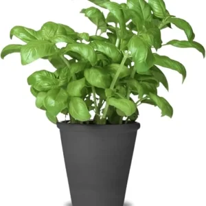 2 Large Leaf Basil Live Plants, 4-inch Pot, Outdoor Garden Herb - Image 5