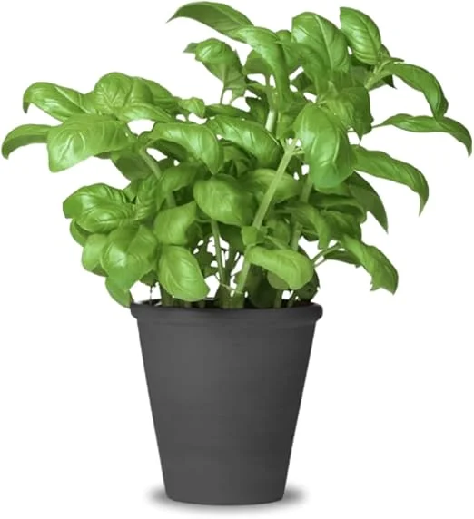 2 Large Leaf Basil Live Plants, 4-inch Pot, Outdoor Garden Herb - Image 5