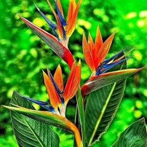 2 Live Bird of Paradise Plants, Orange, 6-8" Tall, Well-Rooted - Image 2