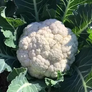 2 Live Cauliflower Plants – White Vegetable – Full Sun – 3-5 inches - Image 2