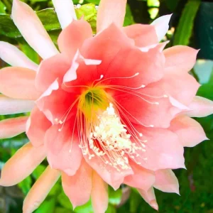2 Live Red Epiphyllum Orchid Cactus Plants, 4-8 Inch Trailing Houseplants - Image 3