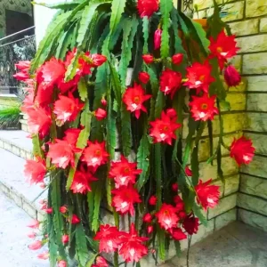2 Live Red Epiphyllum Orchid Cactus Plants, 4-8 Inch Trailing Houseplants - Image 4