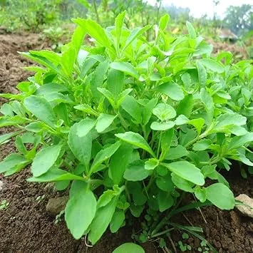 2 Live Stevia Plants - Sweetleaf Herb, 4-7 inches Tall in 4 inch Pot, Indoor/Outdoor - Image 7