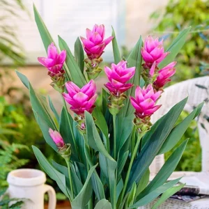 2 Live Turmeric Plants 4-8 Inches Tall - Curcuma for Indoor & Outdoor Planting - Image 1