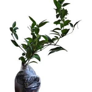 2 Live Yellow Jasmine Vine Plants - Carolina Jessamine, Gelsemium Sempervirens, 5-7 Inch Tall, Outdoor Vine - Image 2