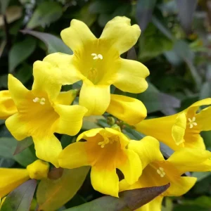 2 Live Yellow Jasmine Vine Plants - Carolina Jessamine, Gelsemium Sempervirens, 5-7 Inch Tall, Outdoor Vine - Image 3
