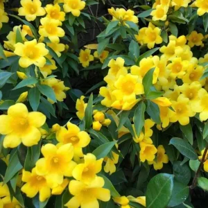 2 Live Yellow Jasmine Vine Plants - Carolina Jessamine, Gelsemium Sempervirens, 5-7 Inch Tall, Outdoor Vine - Image 4