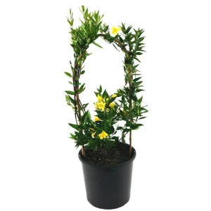 2 Live Yellow Jasmine Vine Plants - Carolina Jessamine, Gelsemium Sempervirens, 5-7 Inch Tall, Outdoor Vine - Image 1
