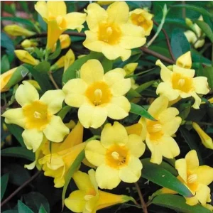2 Live Yellow Jasmine Vine Plants - Carolina Jessamine, Gelsemium Sempervirens, 5-7 Inch Tall, Outdoor Vine - Image 6