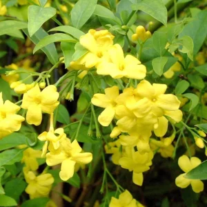 2 Live Yellow Jasmine Vine Plants - Carolina Jessamine, Gelsemium Sempervirens, 5-7 Inch Tall, Outdoor Vine - Image 7