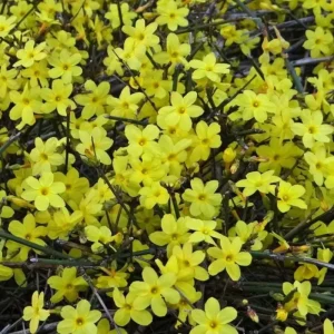 2 Live Yellow Jasmine Vine Plants - Carolina Jessamine, Gelsemium Sempervirens, 5-7 Inch Tall, Outdoor Vine - Image 8