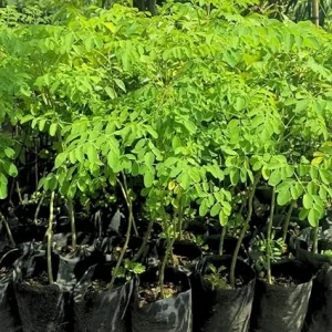 2 Malunggay Live Plant - Moringa Oleifera Trees, 6-8 Inches Tall, Outdoor - Image 2
