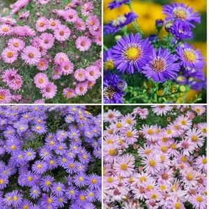 2 Mix Aster Perennial Live Plants, 3-6 Inch Assorted Asters, Outdoor - Image 3
