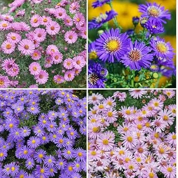 2 Mix Aster Perennial Live Plants, 3-6 Inch Assorted Asters, Outdoor - Image 5