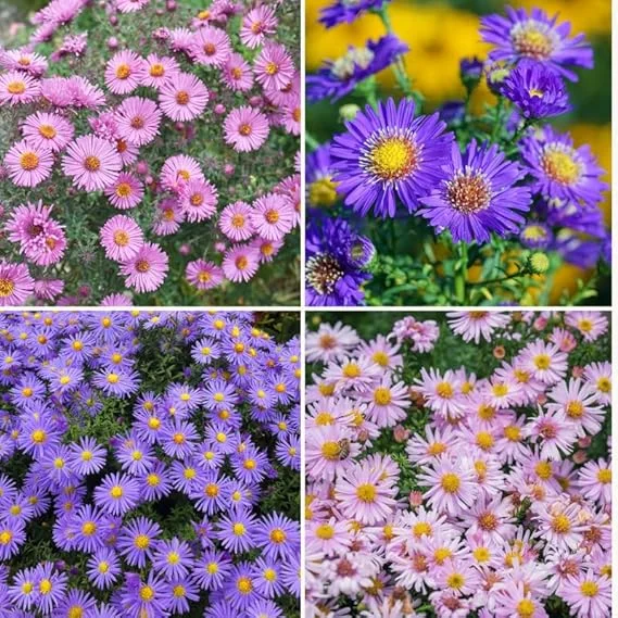 2 Mix Aster Perennial Live Plants, 3-6 Inch Assorted Asters, Outdoor - Image 6