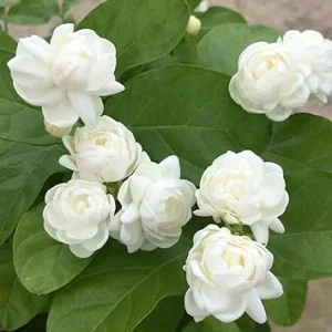 2 Mixed Jasmine Plants Live, 4-7 Inches Tall, Indoor & Outdoor Flowering Perennial - Image 2