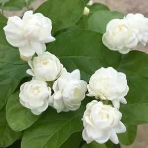 2 Mixed Jasmine Plants Live, 4-7 Inches Tall, Indoor & Outdoor Flowering Perennial - Image 6