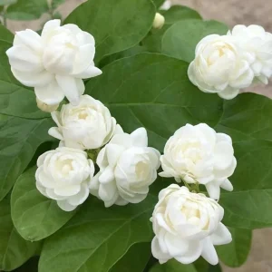 2 Mixed Jasmine Plants Live, 4-7 Inches Tall, Indoor & Outdoor Flowering Perennial - Image 7