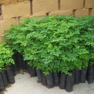 2 Moringa Oleifera Live Trees - 6-10 Inches Tall, Well Rooted, Drumstick Tree - Image 2