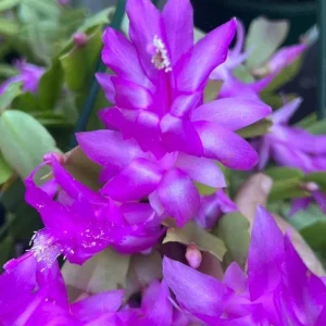 2 Pack Purple Christmas & Thanksgiving Cactus Live Plants, 4-6