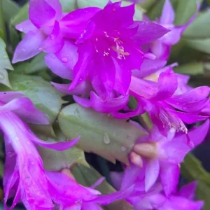 2 Pack Purple Christmas & Thanksgiving Cactus Live Plants, 4-6