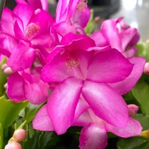 2 Pack Purple Christmas & Thanksgiving Cactus Live Plants, 4-6