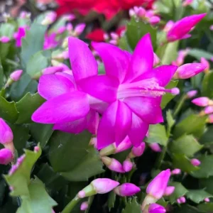 2 Pack Purple Christmas & Thanksgiving Cactus Live Plants, 4-6