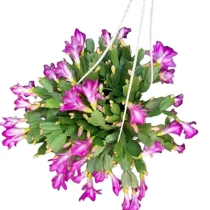 2 Pack Purple Christmas & Thanksgiving Cactus Live Plants, 4-6" Tall Potted Houseplants - Image 1