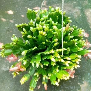 2 Pack Salmon Christmas Cactus & Thanksgiving Cactus Live Plants 4-6" Tall | Indoor Succulent Flowers - Image 2