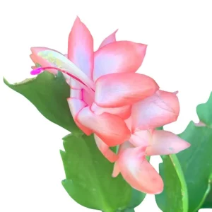 2 Pack Salmon Christmas Cactus & Thanksgiving Cactus Live Plants 4-6