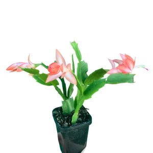 2 Pack Salmon Christmas Cactus & Thanksgiving Cactus Live Plants 4-6
