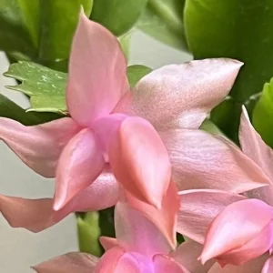 2 Pack Salmon Christmas Cactus & Thanksgiving Cactus Live Plants 4-6