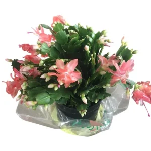 2 Pack Salmon Christmas Cactus & Thanksgiving Cactus Live Plants 4-6