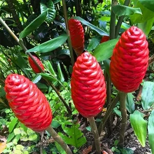 2 Pcs Awapuhi Shampoo Ginger Live Roots - Zingiber Zerumbet Rhizomes - Grow Your Own Pinecone Ginger - Image 5