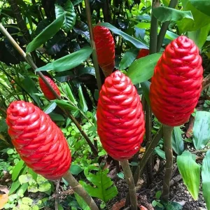 2 Pcs Awapuhi Shampoo Ginger Live Roots - Zingiber Zerumbet Rhizomes - Grow Your Own Pinecone Ginger - Image 6