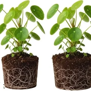 2 Pilea Peperomioides Live Plants – 5-6 Inch Money Plants for Indoor/Outdoor - Image 3