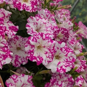 2 Pink Sky Petunia Live Plants - Bicolor Pink & White Flowers, 3-6