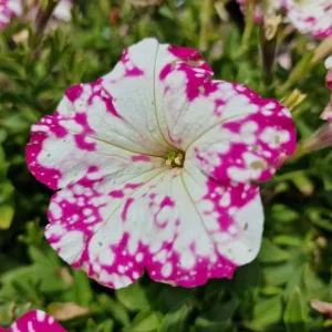 2 Pink Sky Petunia Live Plants - Bicolor Pink & White Flowers, 3-6