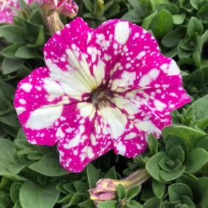 2 Pink Sky Petunia Live Plants - Bicolor Pink & White Flowers, 3-6