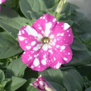 2 Pink Sky Petunia Live Plants - Bicolor Pink & White Flowers, 3-6