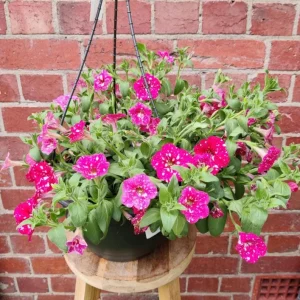 2 Pink Sky Petunia Live Plants - Bicolor Pink & White Flowers, 3-6" Tall, for Hanging Baskets & Containers - Image 1