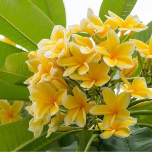 2 Plumeria Cuttings - Pink Frangipani Live Plant for Outdoor Planting - Image 2