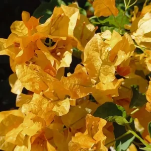 2 Purple Bougainvillea Live Plants, Vibrant Flower Vine, 4-9 Inch Tall - Image 5