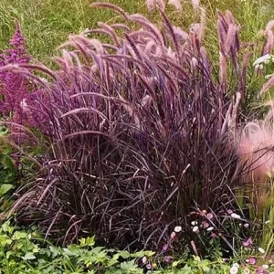 2 Purple Fountain Grass Live Plants, 5-9
