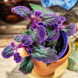 2 Purple Passion Live Plants, Gynura Royal Velvet Houseplants, 4-8 inches tall - Image 5