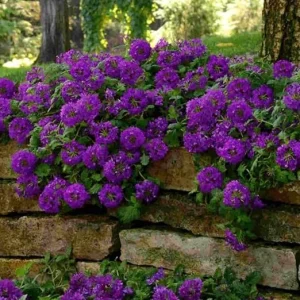 2 Purple Verbena Live Plants - Groundcover, 5-9” Tall, Hardy Perennial Flowers - Image 2