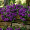 2 Purple Verbena Live Plants - Groundcover, 5-9” Tall, Hardy Perennial Flowers - Image 1