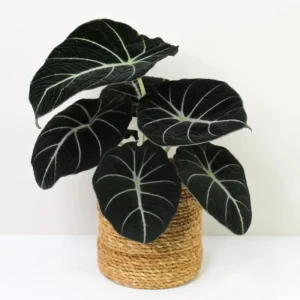 2 Rare Red Alocasia Live Plants – 4 to 8 Inches Tall Indoor/Outdoor Houseplant - Image 3