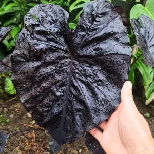 2 Rare Red Alocasia Live Plants – 4 to 8 Inches Tall Indoor/Outdoor Houseplant - Image 6